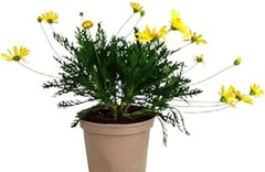 Plantas de flor amarilla para exterior