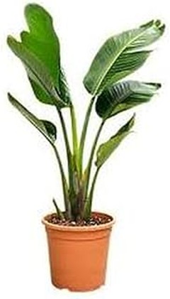 Las mejores plantas de interior de hoja grande para principiantes