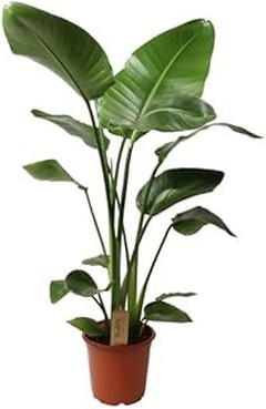 Mejores plantas de interior grandes para espacios con poca luz
