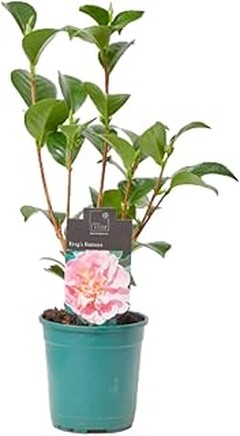 Las mejores plantas de macizos de flor que requieren poco mantenimiento