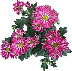 Plantas para jardines de estilo mediterráneo