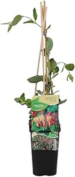 Ejemplos de plantas perfectas para balcones soleados