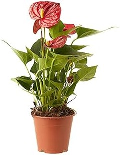 Soluciones para cuando tu planta de interior con flor no florece