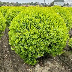 ¿Cuánto cuestan los arbustos para setos formales?