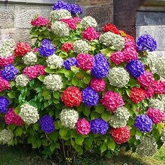 Guía de precios de plantas para jardines de estilo inglés