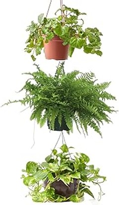 Preguntas frecuentes sobre plantas para oficinas y despachos