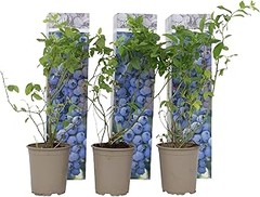 Problemas frecuentes al cultivar arándanos y cómo solucionarlos