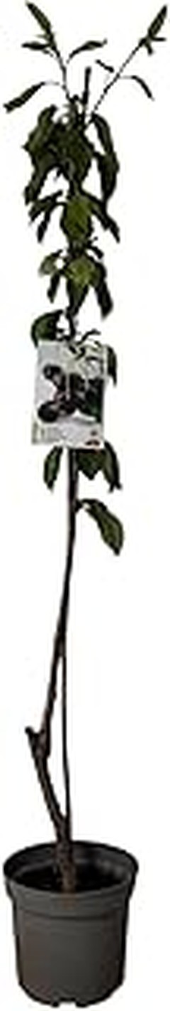 Obstáculos y soluciones al cultivar arbustos de frutos rojos