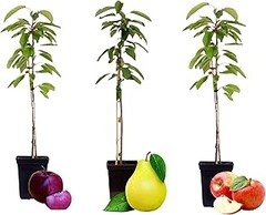 Errores frecuentes en el cultivo de frutales enanos en maceta