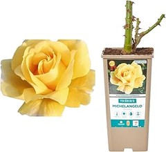 Obstáculos frecuentes al cultivar plantas de flor amarilla en el jardín