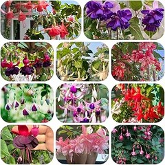 Dificultades al cultivar plantas perennes de flor y sus soluciones