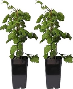 Problemas frecuentes al cultivar zarzamoras y frambuesas en el jardín