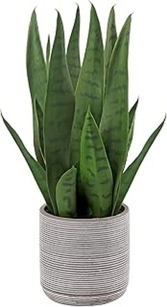 Soluciones a los problemas comunes de las plantas de interior