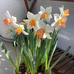 Soluciones a los problemas más comunes al cultivar tulipanes y narcisos