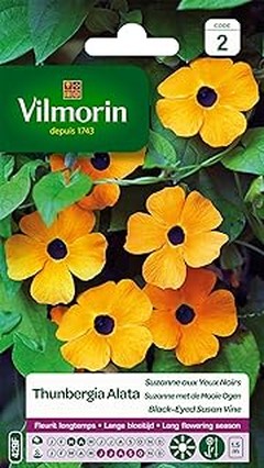 Errores frecuentes al cultivar plantas trepadoras autoadherentes