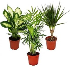 Cultivar suculentas en interiores oscuros: ¿es posible?