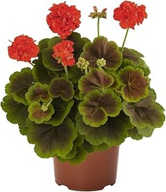 Plantas anuales de flor para exterior