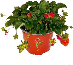 Plantas tapizantes para jardín