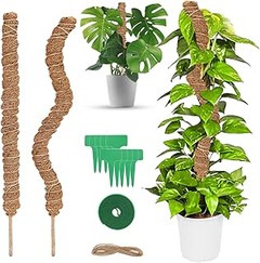 Introducción a las plantas trepadoras: características y aplicaciones