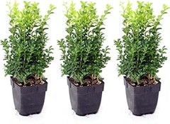 Descubre qué son los árboles de hoja perenne y sus características