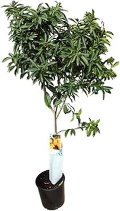 Frutales enanos para maceta: características y beneficios