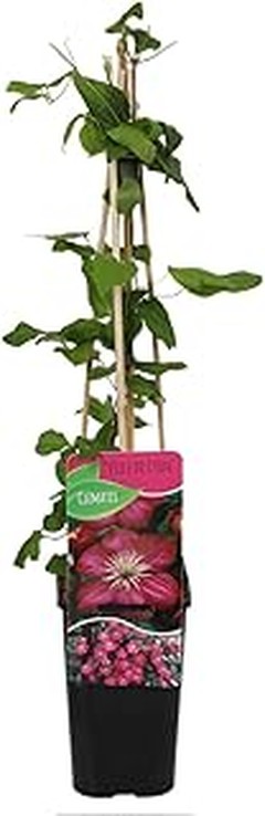 Dónde comprar semillas de plantas resistentes al sol fuerte