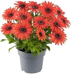 Las mejores condiciones para plantar flores rojas en tu jardín