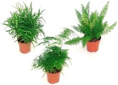 ¿Qué hacer si las plantas ornamentales de exterior del pack no crecen?