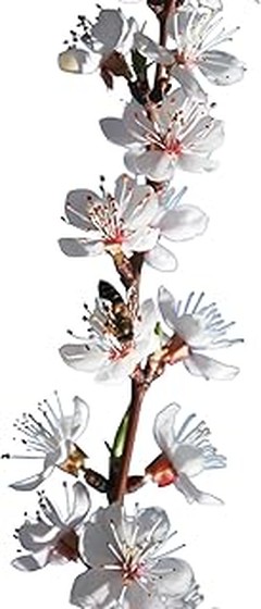 ¿Cuál es la mejor época para plantar kiwis en climas templados?