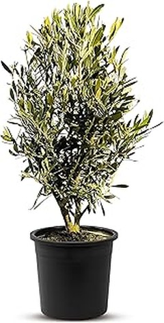 Jardineros comparten sus experiencias con árboles y arbustos resistentes a la sequía