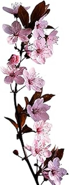 Experiencias de Jardineros Cultivando Frutales de Hueso