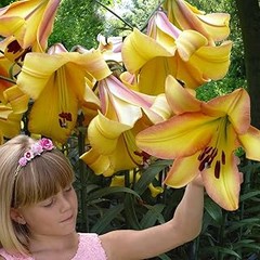Conoce los diferentes tipos de bulbos de flores de verano