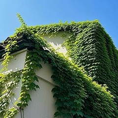 Descubre los tipos de enredaderas de crecimiento rápido