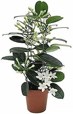 Plantas para macizos de flor