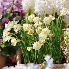 Conoce los tipos de tulipanes y narcisos más populares