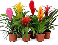 ¿Qué son los packs de plantas de interior variadas?