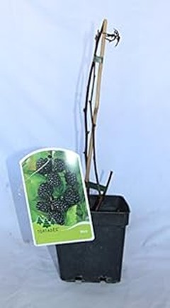 ¿Qué son las zarzamoras y frambuesas y cómo cultivarlas?