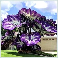 ¿Qué tipos de plantas puedes encontrar en kits de bulbos listos para plantar?