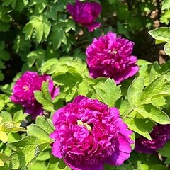 Beneficios de cultivar bulbos de flores de primavera