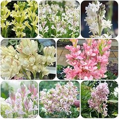 Beneficios de plantar lirios y nardos en macetas