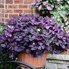 Beneficios de las plantas resistentes al sol fuerte