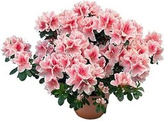 Descubre las ventajas de las plantas anuales para tu jardín