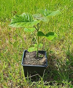 Pros y contras de los árboles de crecimiento rápido para tu jardín