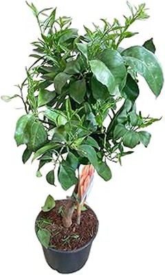 Pros y Contras de Plantar Árboles de Hoja Perenne en Tu Jardín