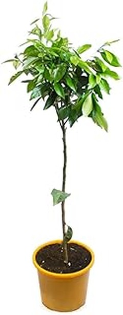 Pros y contras de cultivar cítricos en tu terraza