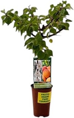 ¿Son Mejores los Frutales Enanos en Maceta que los Estándar?