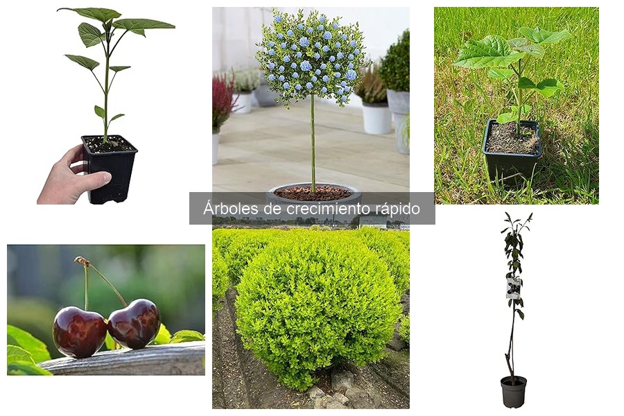 Alternativas a árboles de crecimiento rápido para tu jardín