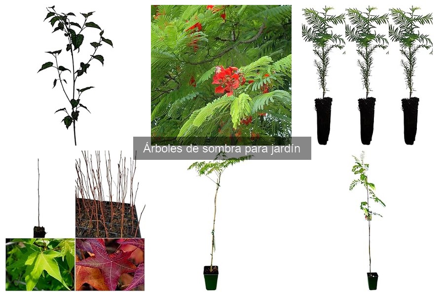 Alternativas a árboles de sombra para jardines pequeños