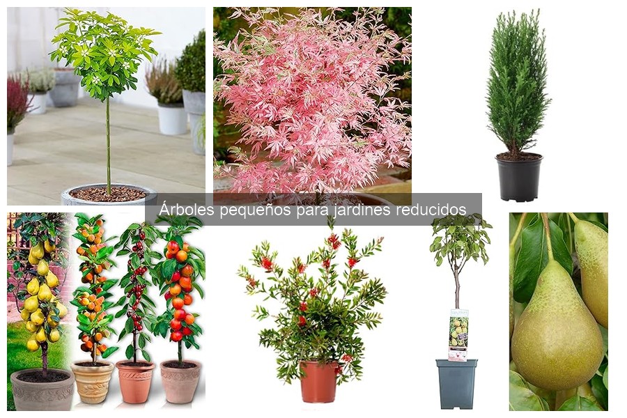 Alternativas a Árboles Pequeños para Jardines Reducidos