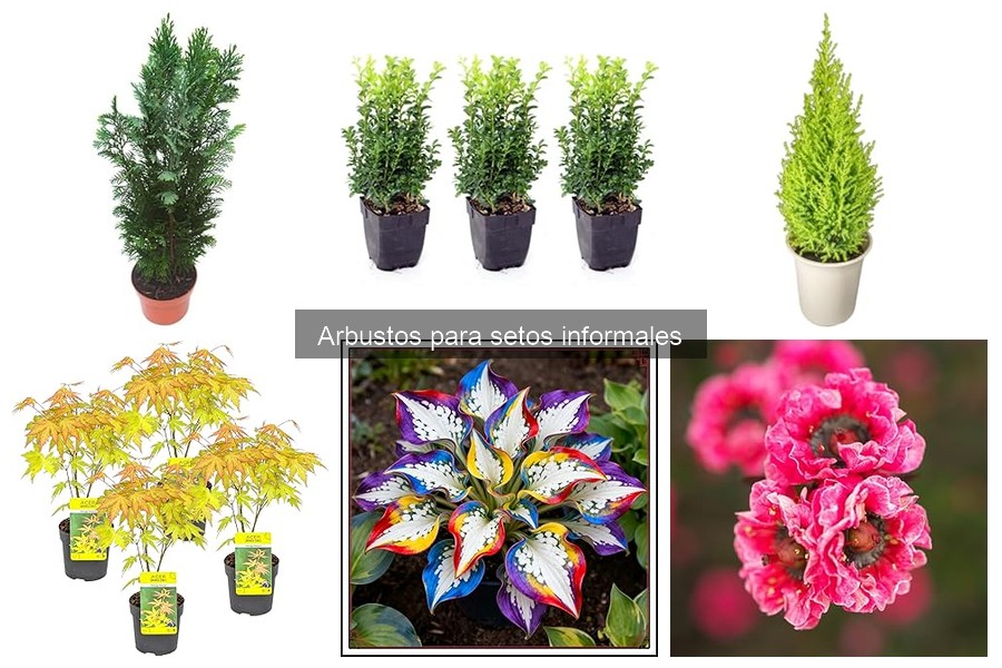 Alternativas a arbustos para setos informales en tu jardín
